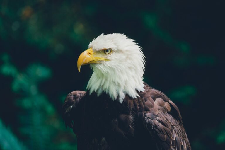 bald eagle