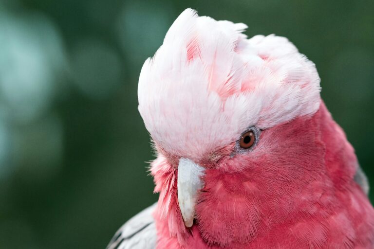 galah