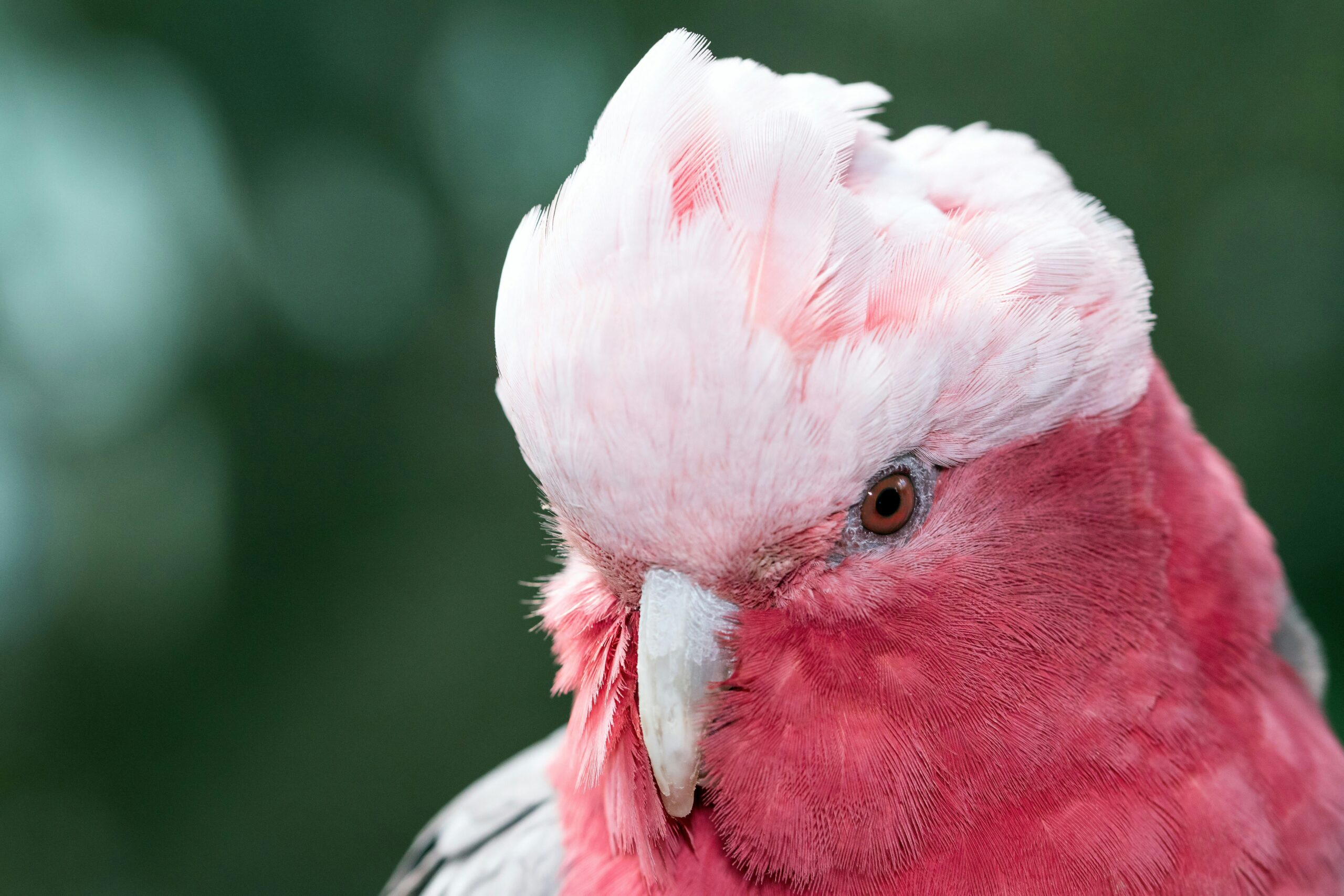 galah